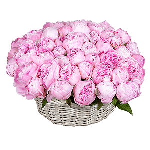 Пион розовый - 67, Корзина средняя, Оазис