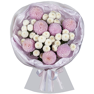 Хризантема одноголовая Момоко фиолетовая - 9, Хризантема кустовая Ньютон белая - 5, Современная упаковка