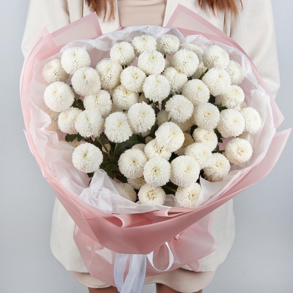 Хризантема кустовая Ньютон белая - 11, Современная упаковка