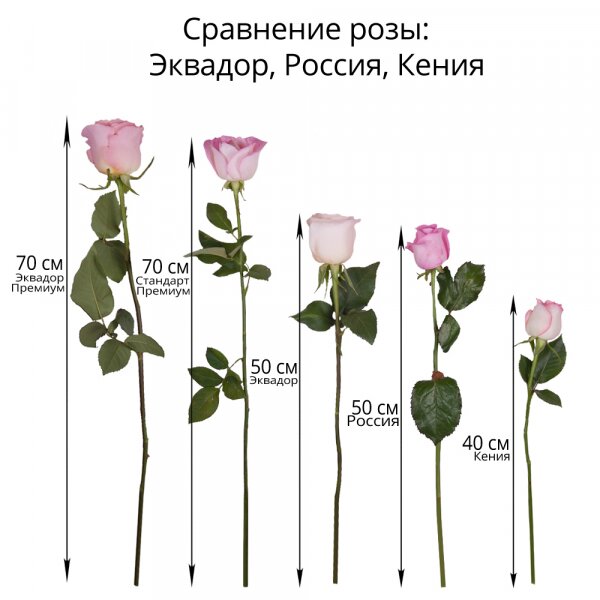 Роза Эквадор белая и розовая 50 см - 9, Современная упаковка