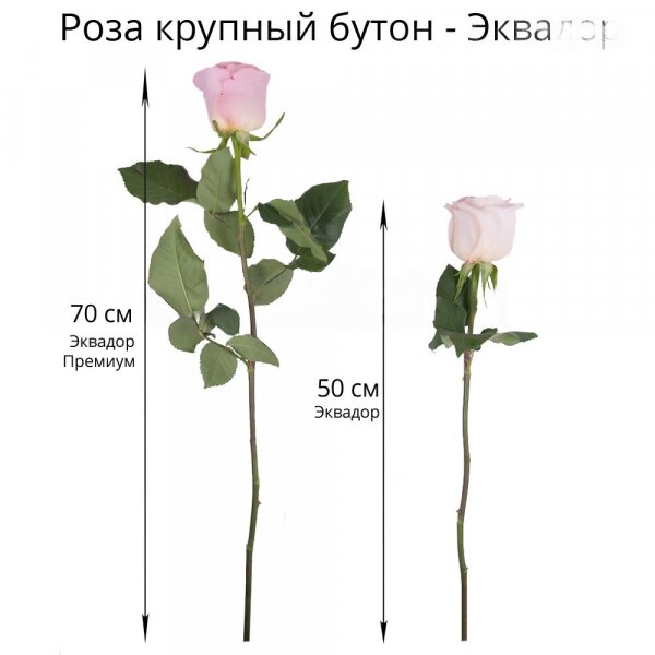 Роза Эквадор белая и розовая 50 см - 51, Современная упаковка