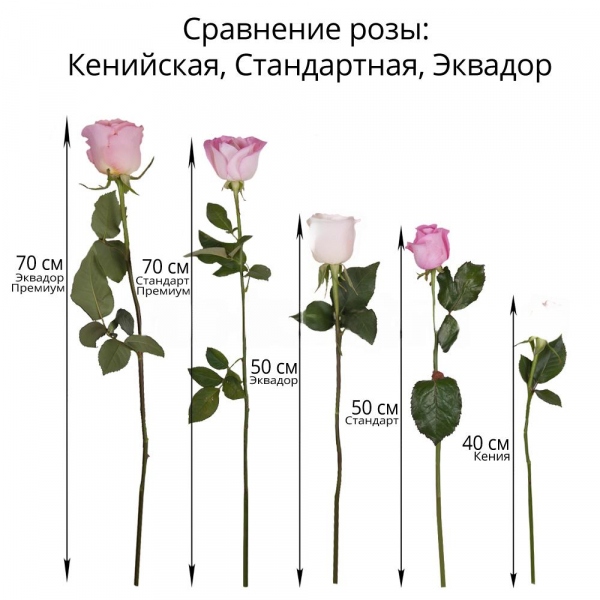 Роза Эквадор белая 50 см   - 35, Лента, Современная упаковка