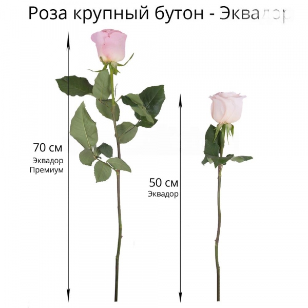 Роза Эквадор фуксия 70 см - 11, Лента