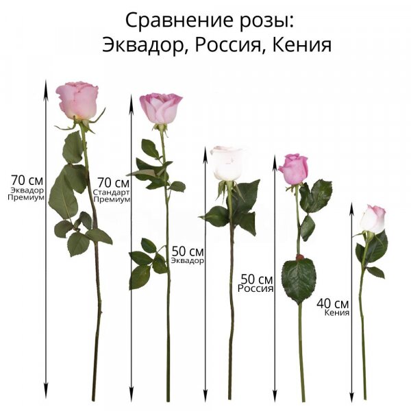 Роза Эквадор красная 70 см - 46, Роза Эквадор белая 70 см  - 45, Роза Эквадор розовая 70 см  - 40, Лента